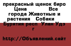 прекрасный щенок биро › Цена ­ 20 000 - Все города Животные и растения » Собаки   . Бурятия респ.,Улан-Удэ г.